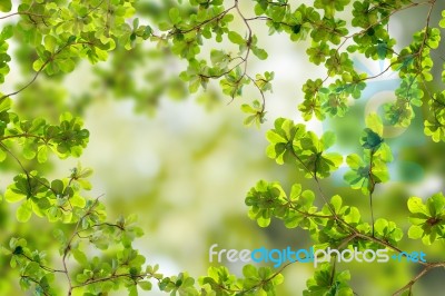 Green Leaves Stock Photo