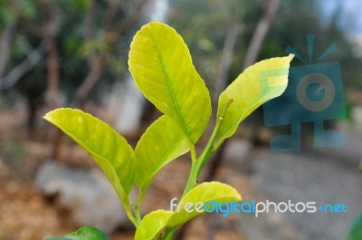 Green Leaves Stock Photo