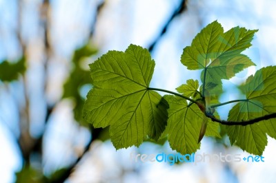 Green Leaves Stock Photo