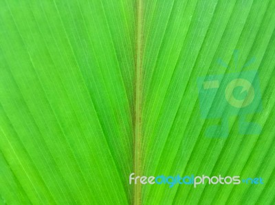 Green Leaves Stock Photo