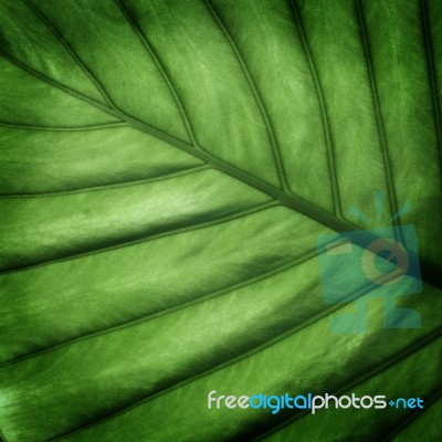 Green Leaves Stock Photo