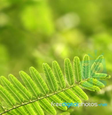 Green Leaves Stock Photo