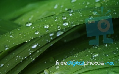 Green Leaves And Water Drops Stock Photo