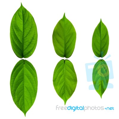 Green Leaves And White Background Stock Photo