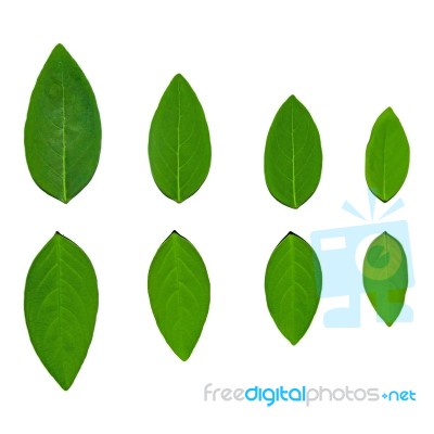 Green Leaves And White Background Stock Photo