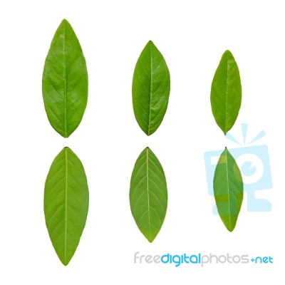 Green Leaves And White Background Stock Photo