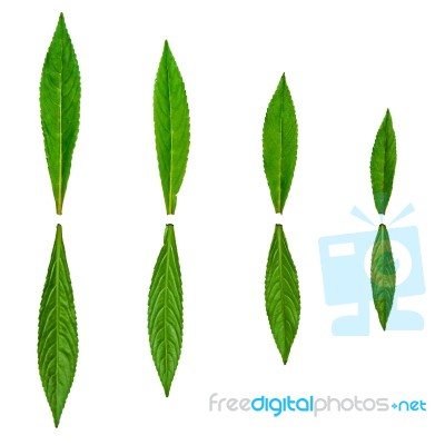 Green Leaves And White Background Stock Photo