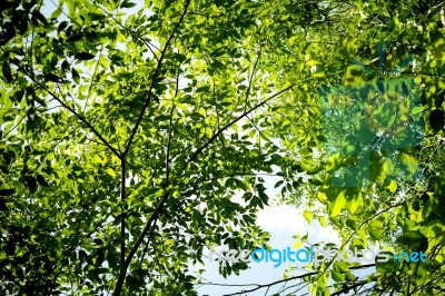 Green Leaves Background Stock Photo