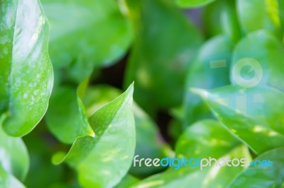 Green Leaves Background Stock Photo