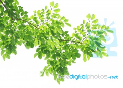 Green Leaves Background Stock Photo