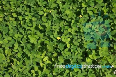 Green Leaves Background Stock Photo