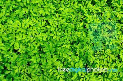 Green Leaves Background Stock Photo