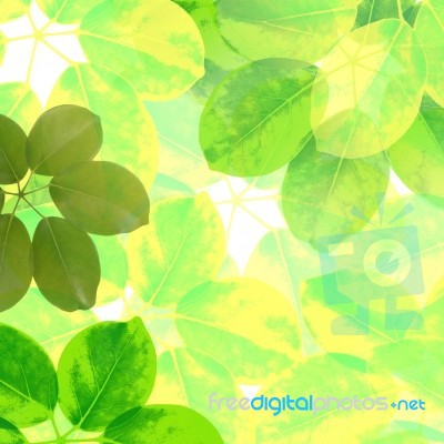 Green Leaves Background Stock Image