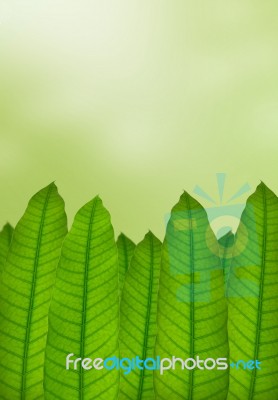 Green Leaves Background  Stock Photo