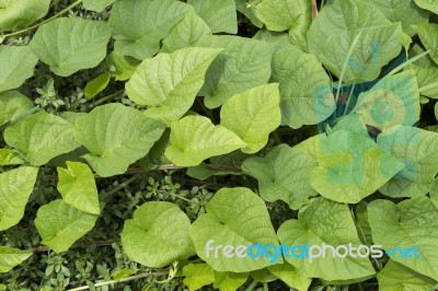 Green Leaves Background, Day Light Stock Photo