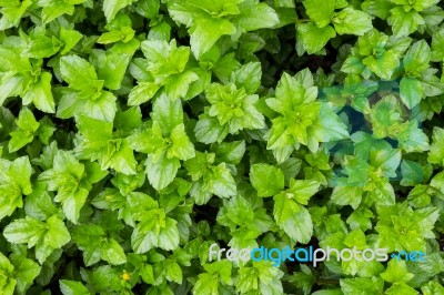 Green Leaves Background Flat Lay Stock Photo