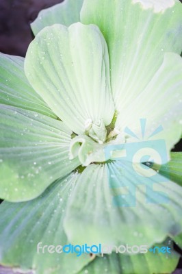 Green Leaves Close-up Natural Background Stock Photo