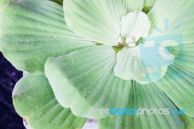 Green Leaves Close-up Natural Background Stock Photo