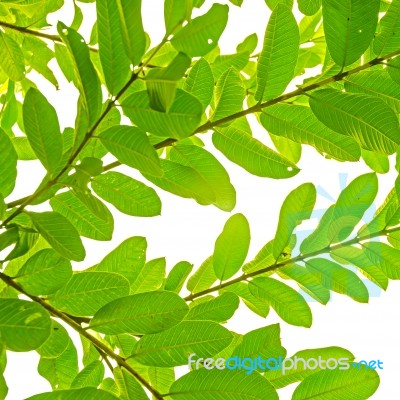 Green Leaves From Guava On White Background For Isolated Stock Photo