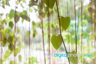 Green Leaves Hanging In Home Garden Stock Photo