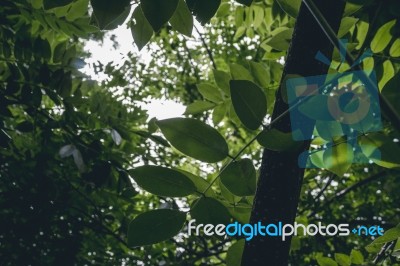 Green Leaves In A Forest Stock Photo