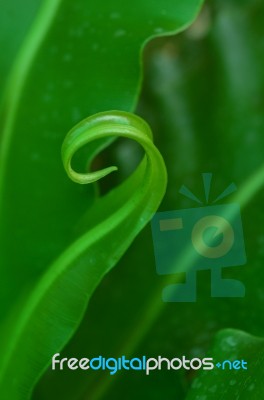 Green Leaves In Grown Stock Photo