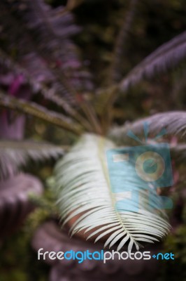 Green Leaves In Home Garden Stock Photo