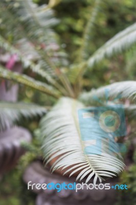 Green Leaves In Home Garden Stock Photo