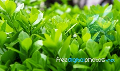 Green Leaves In Spring,background Stock Photo