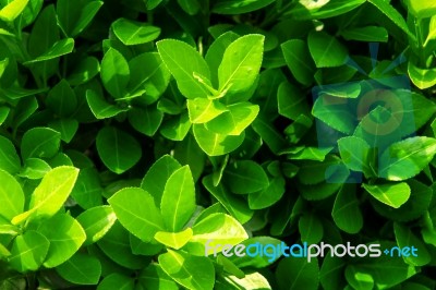 Green Leaves In Spring,background Stock Photo