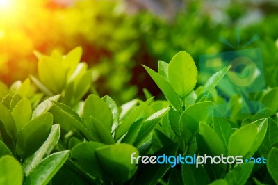 Green Leaves In Spring,background Stock Photo