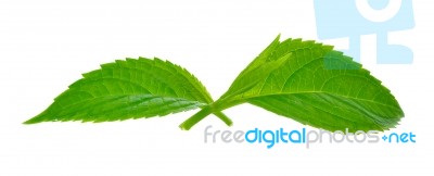 Green Leaves Isolated On A White Background Stock Photo