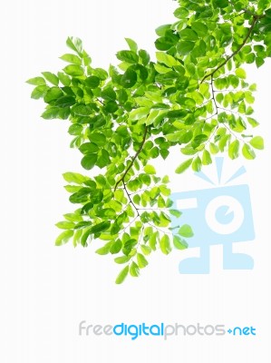 Green Leaves Isolated On White Background Stock Photo