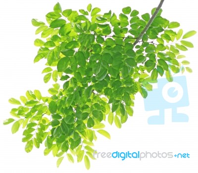 Green Leaves Isolated On White Background Stock Photo