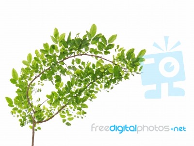 Green Leaves Isolated On White Background Stock Photo