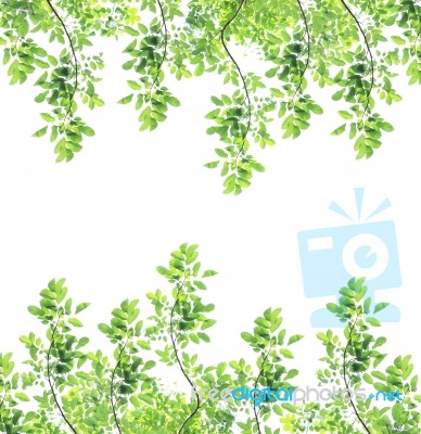 Green Leaves Isolated On White Background Stock Photo