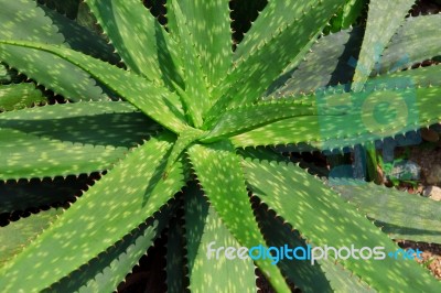 Green Leaves Of Cactus Plant Stock Photo