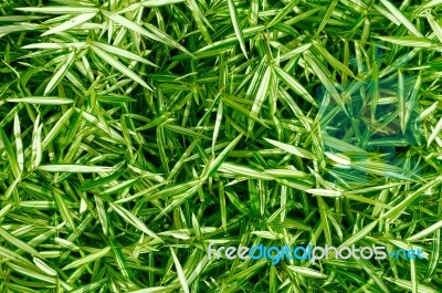 Green Leaves Of  Shrub Spider Plant Stock Photo