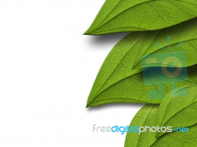 Green Leaves On White Background Stock Photo