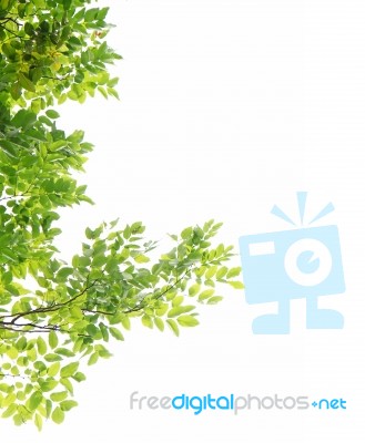 Green Leaves On White Background Stock Photo