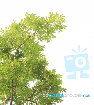 Green Leaves On White Background Stock Photo