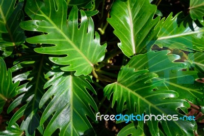 Green Leaves Texture Background Macro Stock Photo