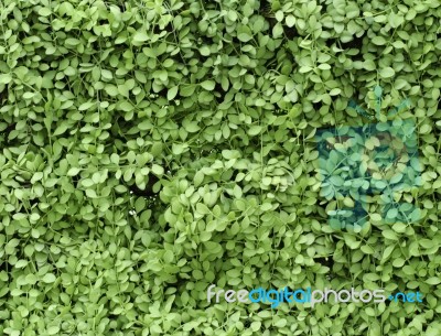 Green Leaves Wall Background Stock Photo