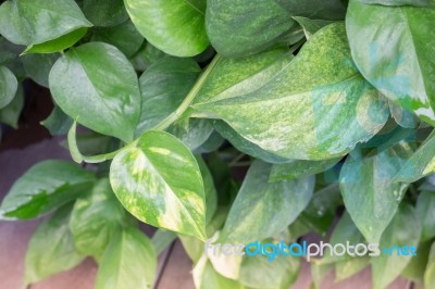 Green Leaves With Day Light Stock Photo