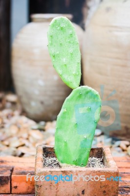 Green Leaves With Red Brick Background Stock Photo