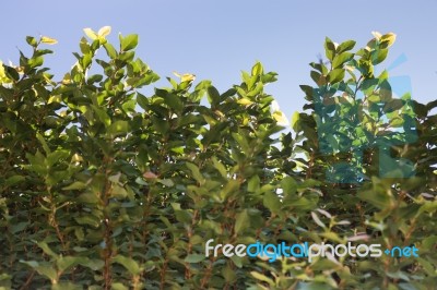 Green Leaves With Summer Blue Sky Stock Photo