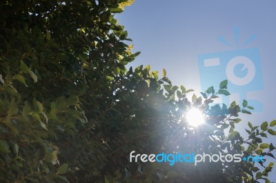 Green Leaves With Summer Blue Sky Stock Photo