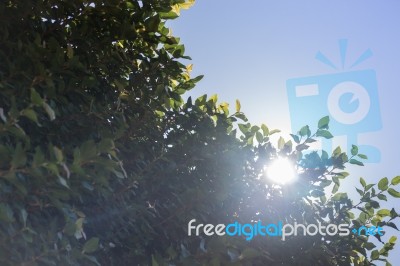 Green Leaves With Summer Blue Sky Stock Photo