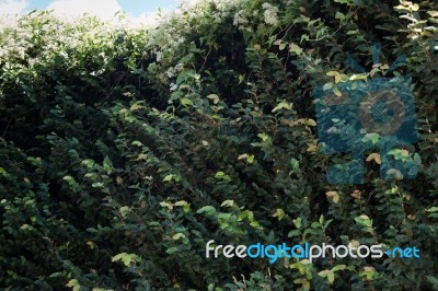 Green Leaves With Summer Blue Sky Stock Photo