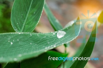 Green Leaves With Sunlight Stock Photo